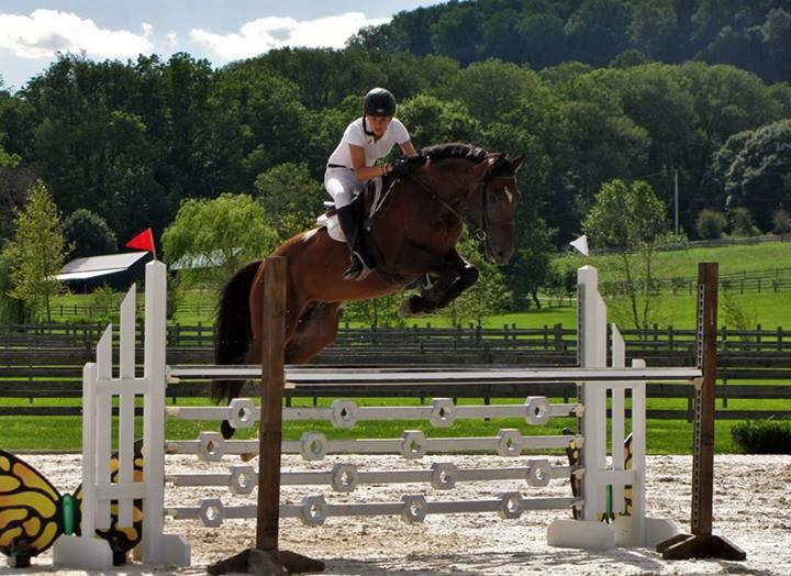 Fence Dancers Sport Horses